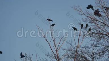成群的<strong>鸟</strong>从树上<strong>起飞</strong>，成群的乌鸦黑<strong>鸟</strong>干树。 天空中的乌鸦